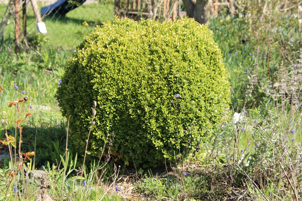 Buchsbaum-Krankheiten