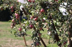 Obstbaum - alte Obstsorten