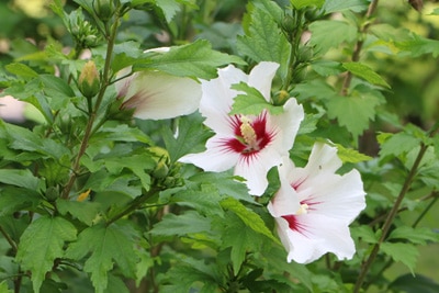 Garten-Eibisch blühende Heckenpflanzen