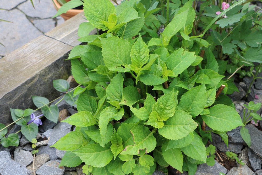 Hortensie treibt nicht