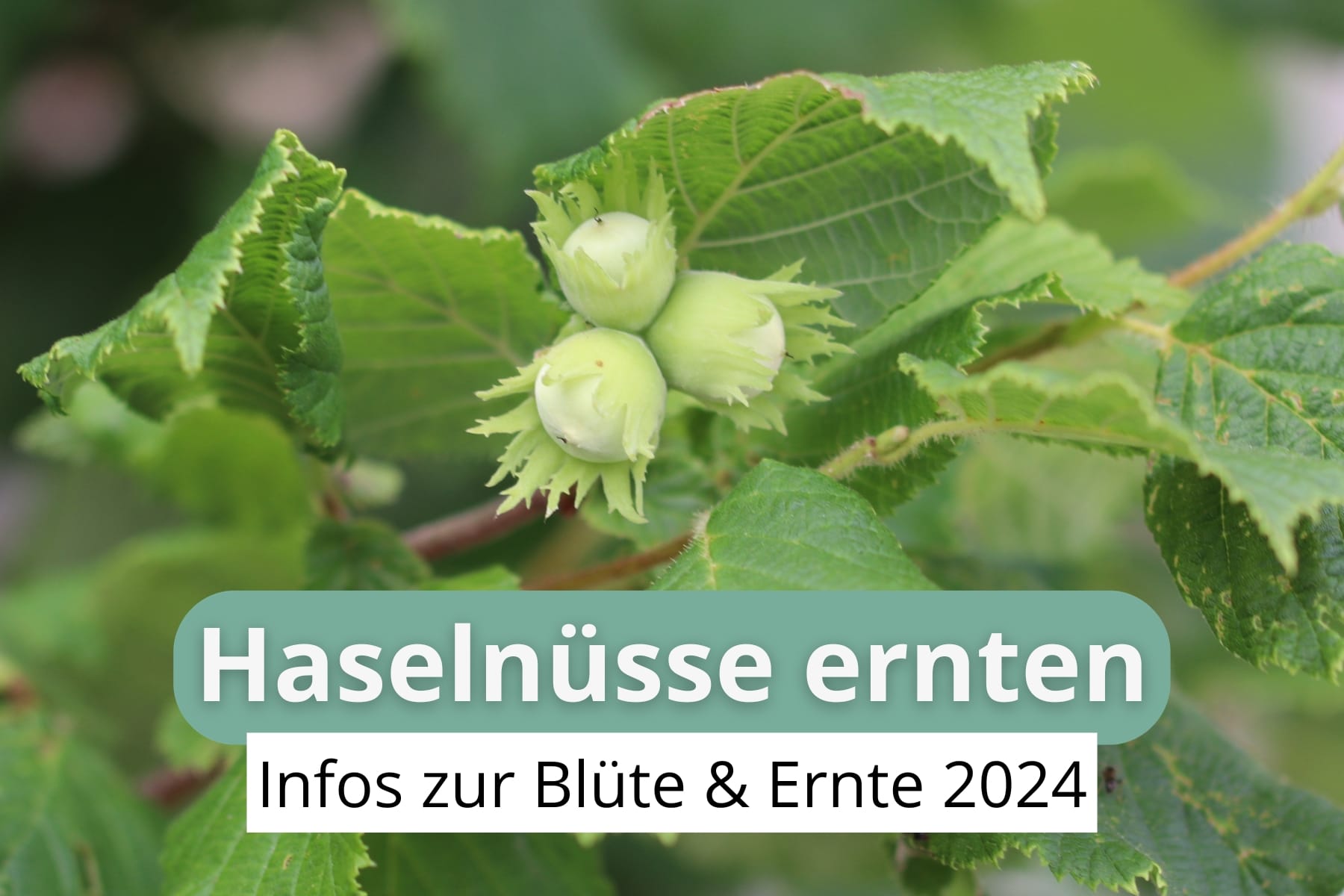 Haselnüsse ernten