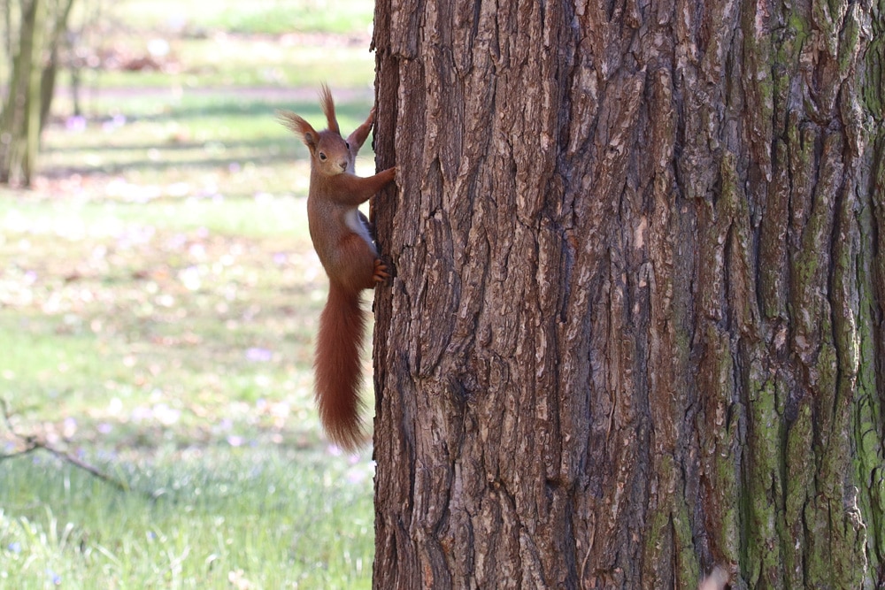 Eichhörnchen