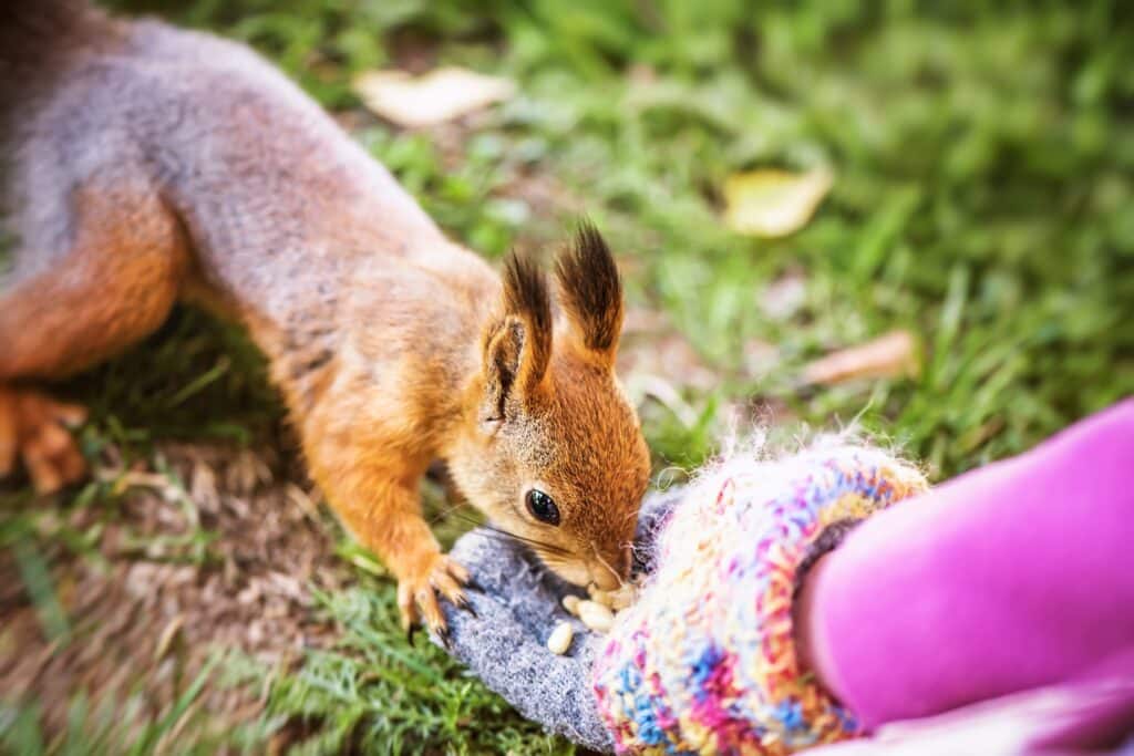 Mädchen füttert Eichhörnchen im Park