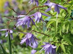 Alpen-Waldrebe Clematis Blütezeit