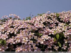 Clematis montana