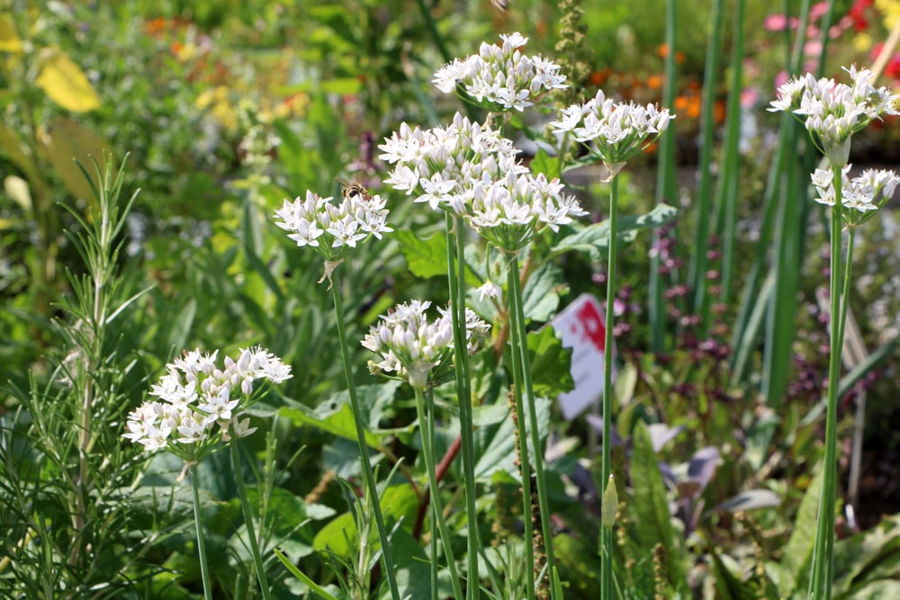 Allium tuberosum