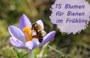 Blumen Bienen Frühling