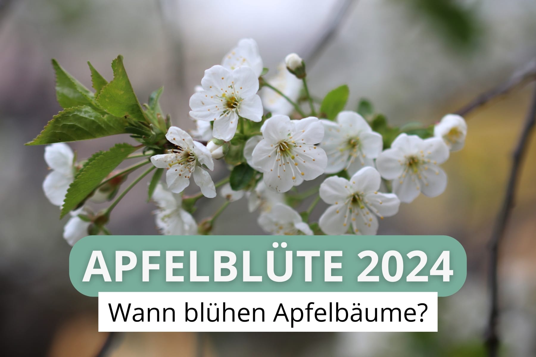 Apfelblüte 2024