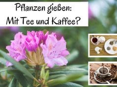 Pflanzen gießen Tee Kaffee