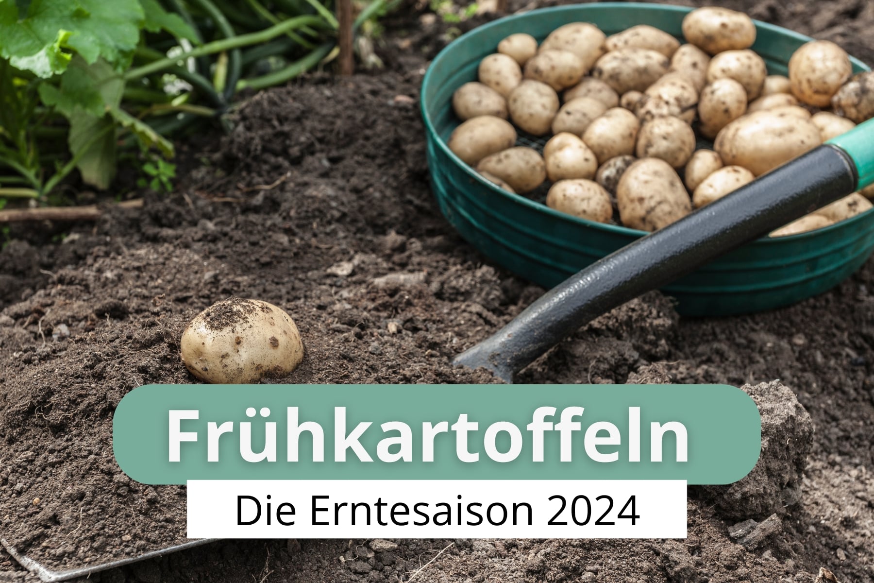 Frühkartoffeln-Saison 2024