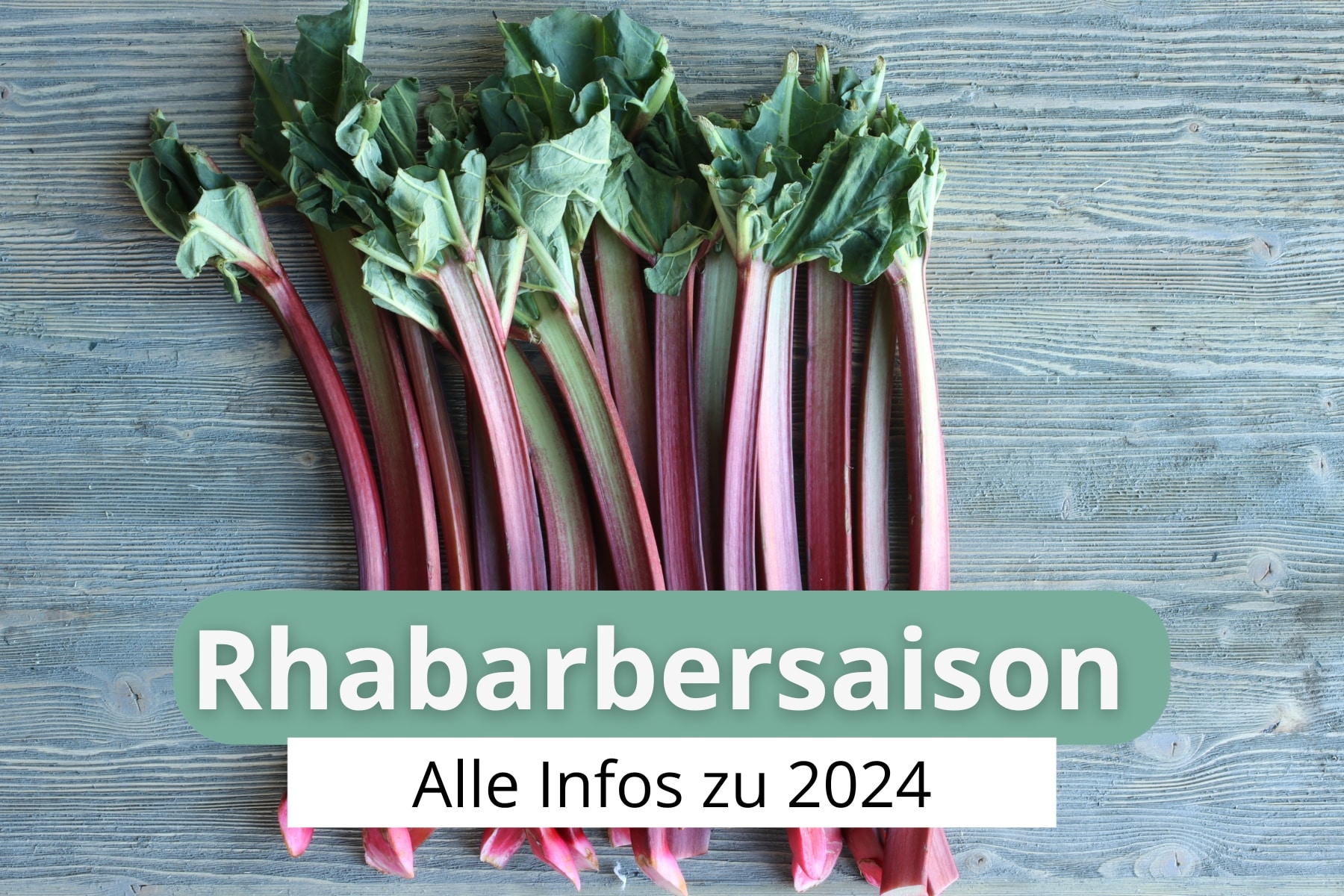 Rhabarbersaison 2024