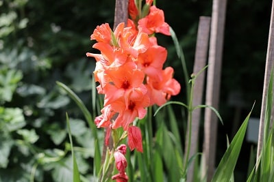 Gladiole