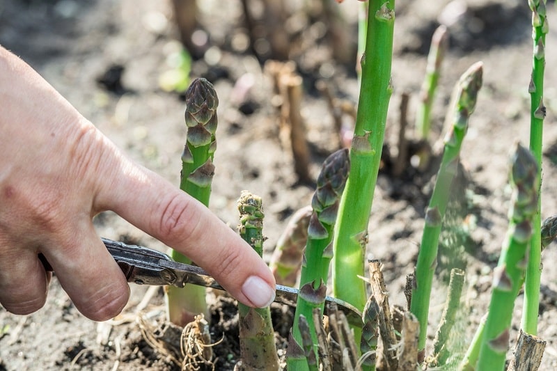 Grünen Spargel ernten