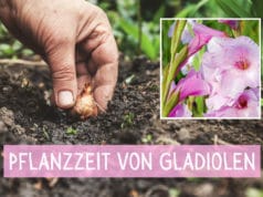 Pflanzzeit Gladiolen