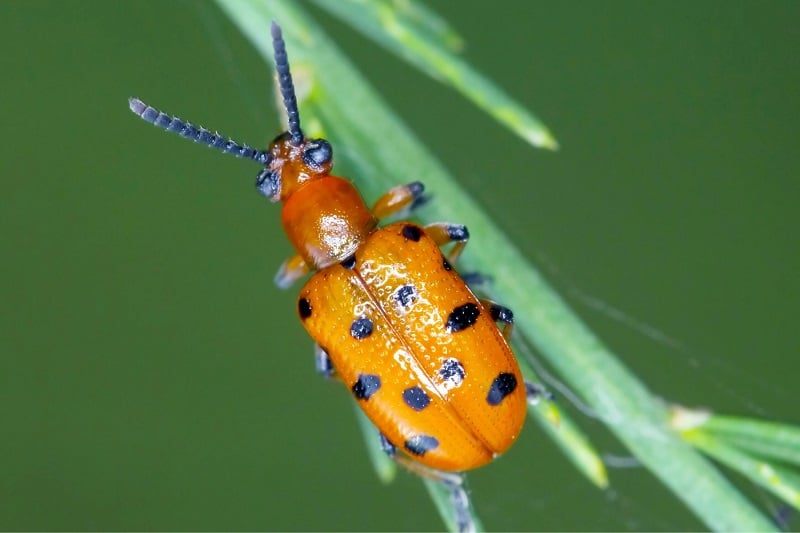 Zwölfpunkt-Spargelkäfer (Crioceris duodecimpunctata)