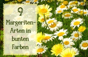 Margeriten-Arten