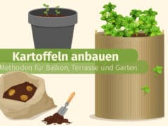 Kartoffeln anbauen