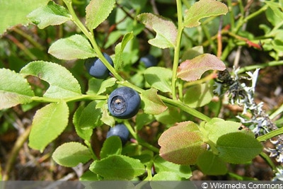 Waldheidelbeere (Vaccinium myrtillus)