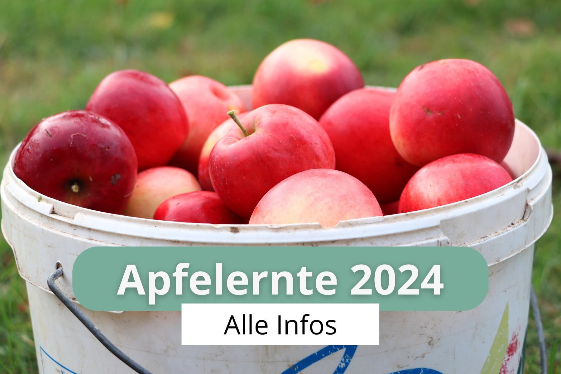 Apfelernte 2024