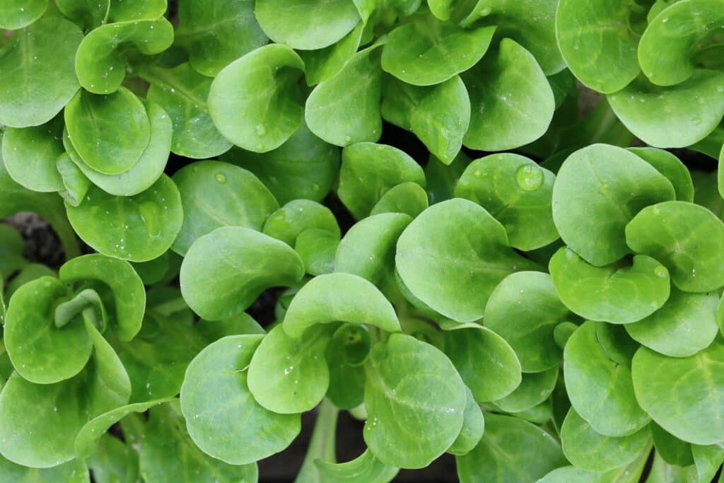 Feldsalat (Valerianella locusta)