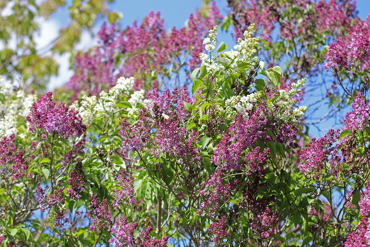 Syringa