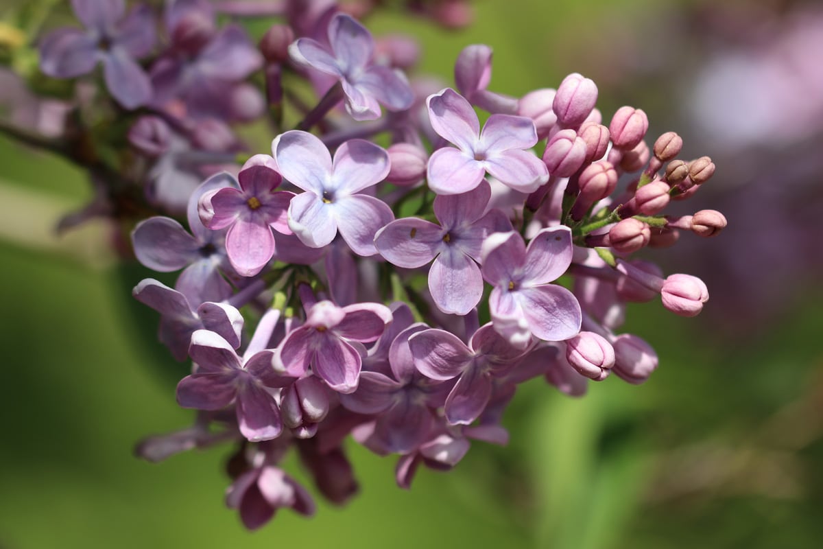 Syringa