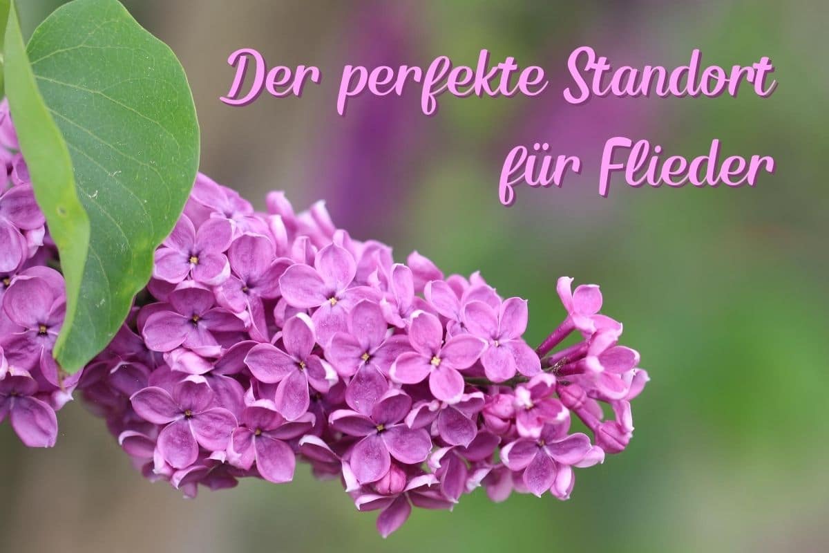 Standort Flieder