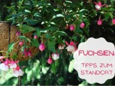 Fuchsien Standort