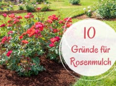 Rosenmulch