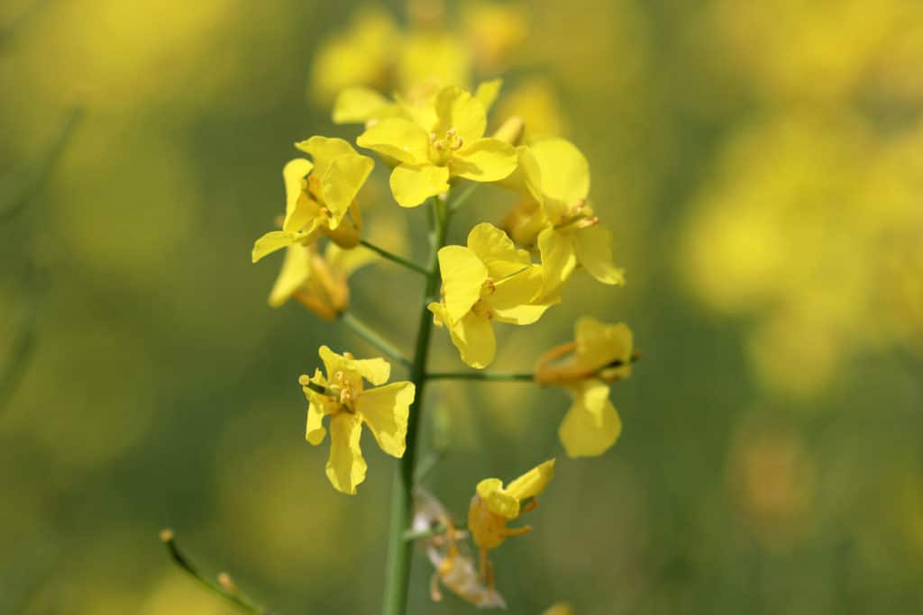 Winterraps (Brassica napus)