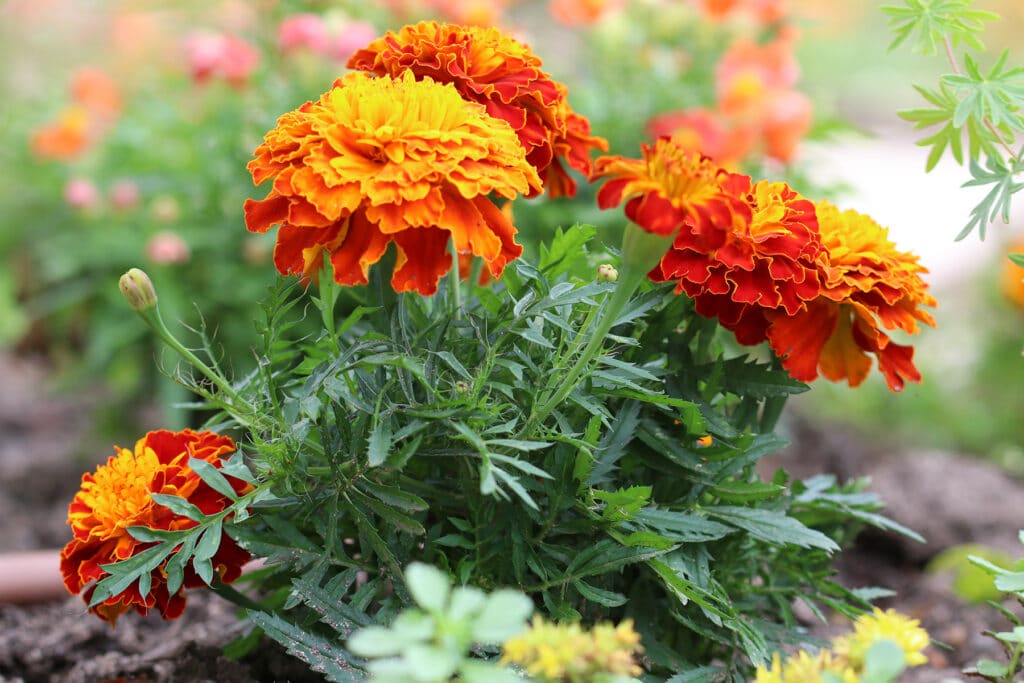 Studentenblume (Tagetes)