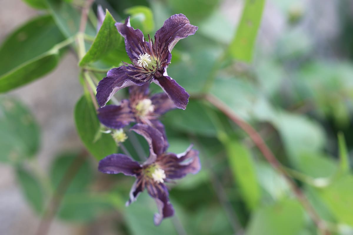 Clematis verblüht