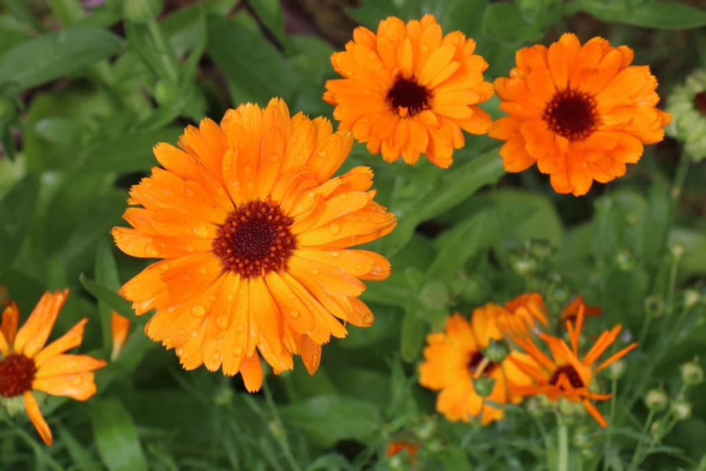 Ringelblumen (Calendula officinalis)