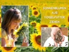 Sonnenblumen aus Vogelfutter ziehen