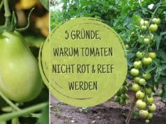 Tomaten nicht reif