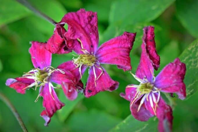 Schöne Clematis Verblühte Blüten Abschneiden Bild