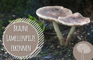 Braune Pilze mit Lamellen