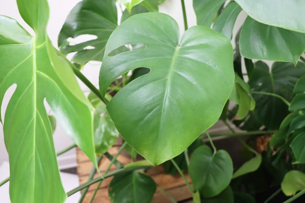 Monstera