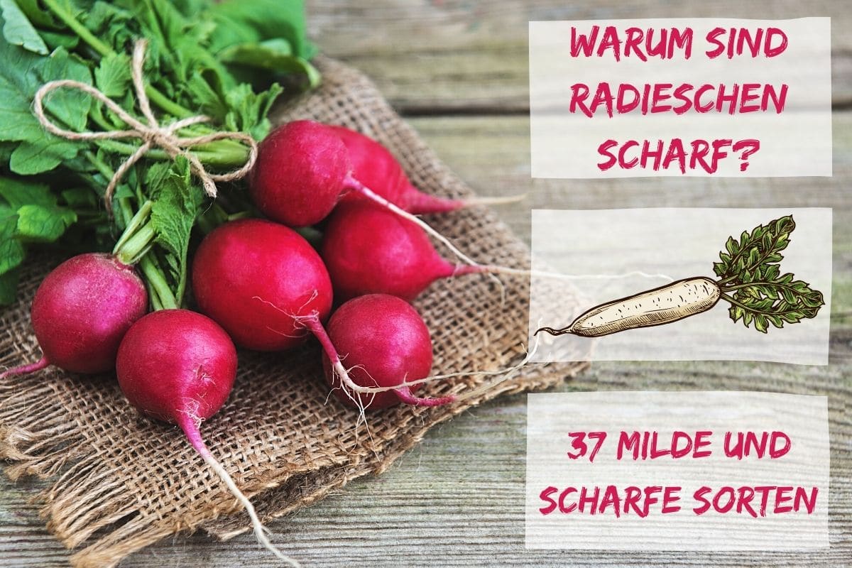 Radieschen Sorten