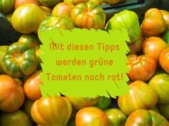 Tomaten nachreifen