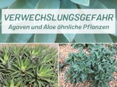 Agaven und Aloe ähnliche Pflanzen