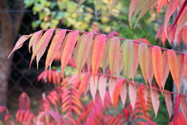 20 Bäume mit roten Blättern im Herbst Gartendialog.de