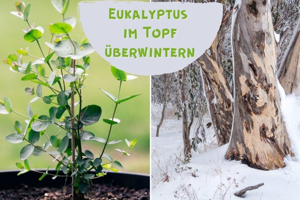 Eukalyptus im Topf überwintern 11 PflegeTipps