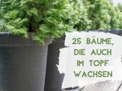 Bäume für Topf und Kübel