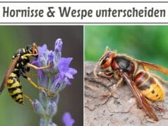 Hornisse & Wespe unterscheiden