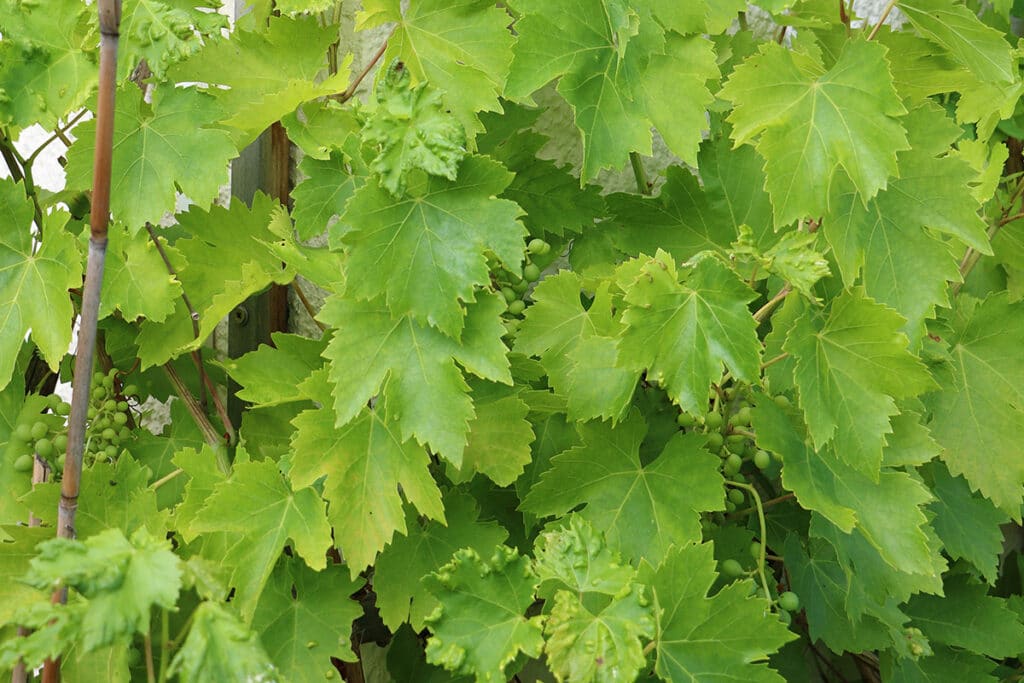 Weinrebe (Vitis vinifera), große Blätter