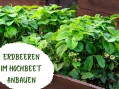 Erdbeeren im Hochbeet anbauen