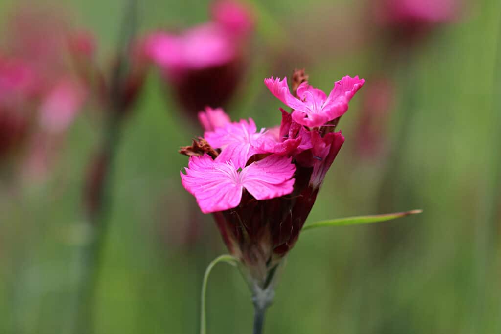 Kartäusernelke (Dianthus carthusianorum)