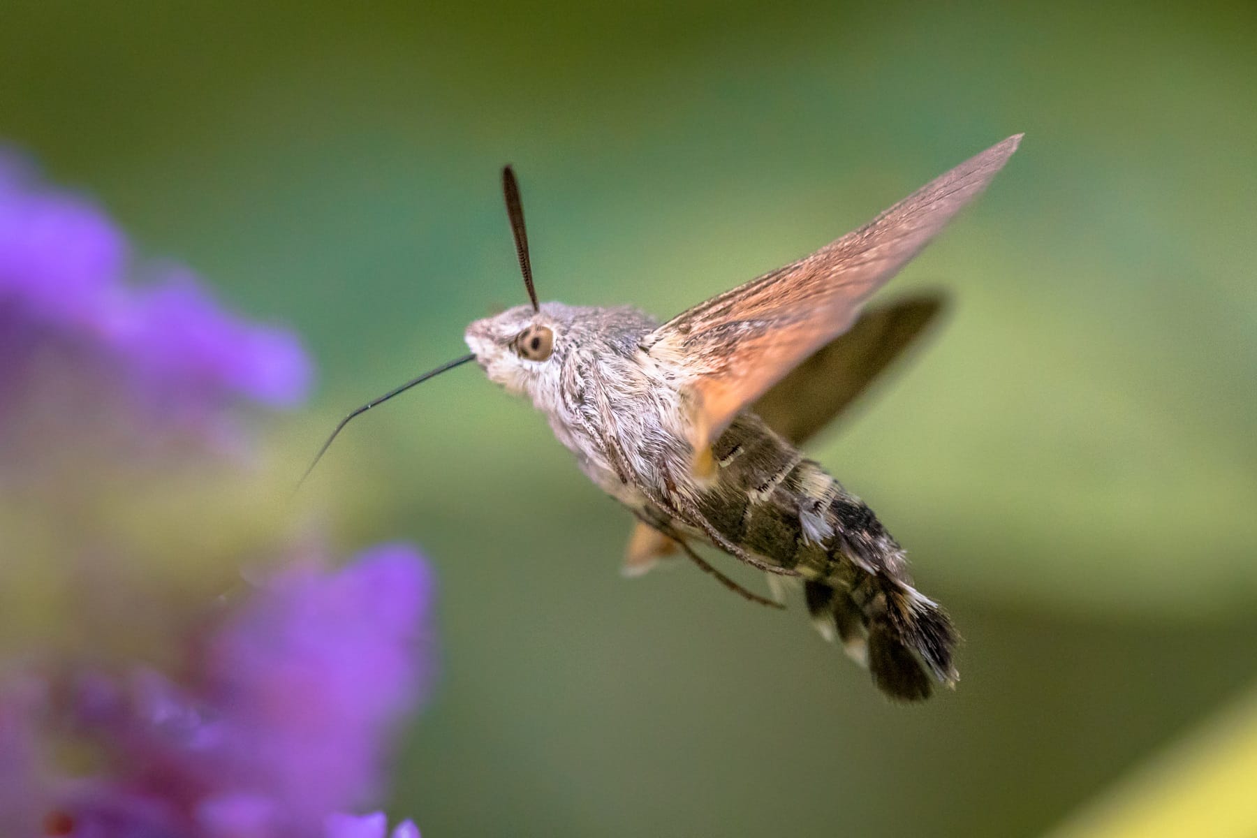 Taubenschwänzchen (Macroglossum_stellatarum), auch Kolibrifalter genannt