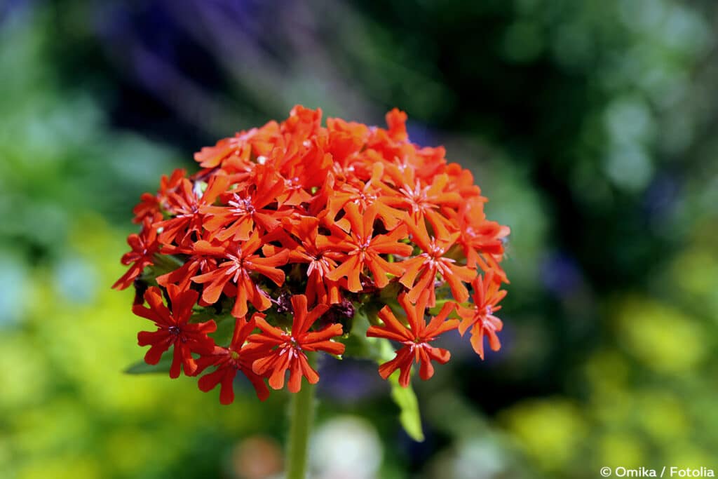 Lichtnelke (Lychnis chalcedonica)